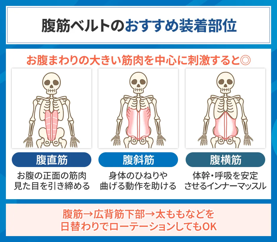 腹筋ベルトの装着部位