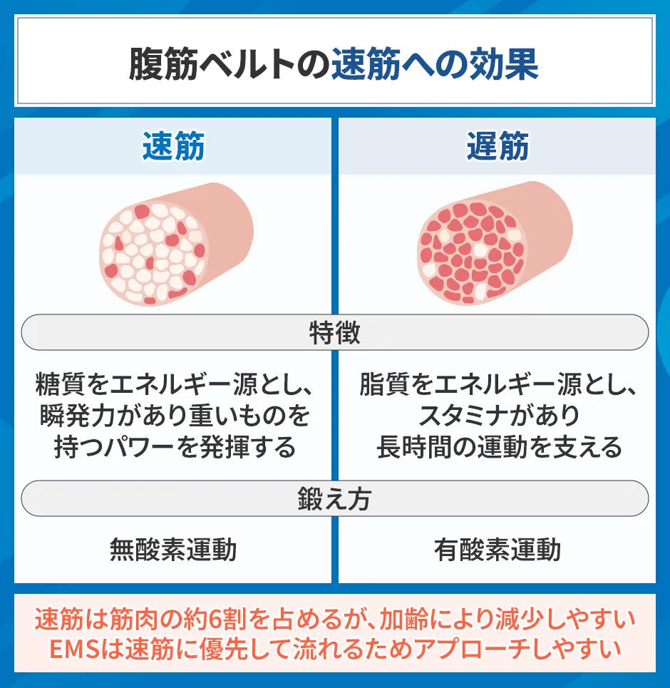 腹筋ベルトの速筋への効果