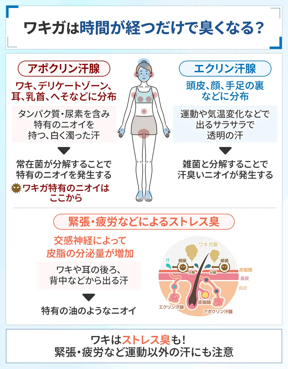 ワキガのニオイの原因