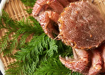 カニ通販.comのカニ、毛ガニ（500g）