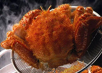 越前かに職人 プレミアム毛蟹（800g～）